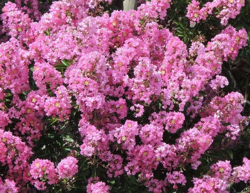 Lagerstroemia.jpg