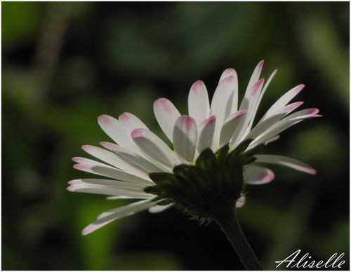 paquerette-2013-blog.jpg