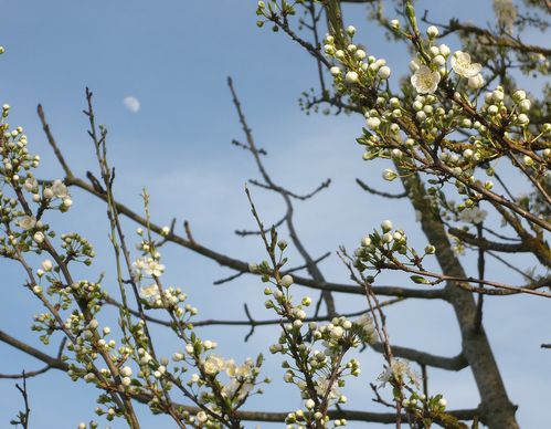 lune et fleurs