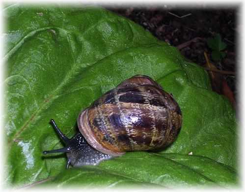 escargot-02.jpg