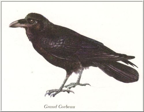 grand-corbeau.jpg