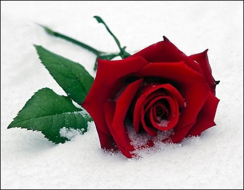 single-rose-snow-red.jpg