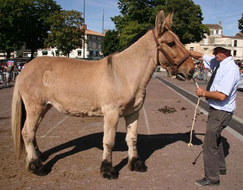 mule-poitevine-Photo Daniel WANTZ (2)