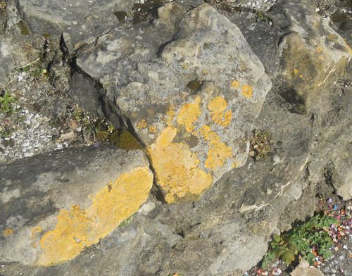 lichen-xanthorie--023.jpg