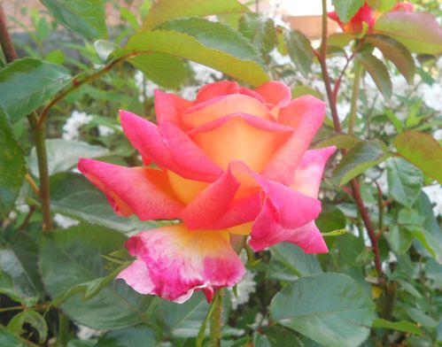 roses-002.JPG