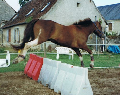 cheval saut liberté soubassements