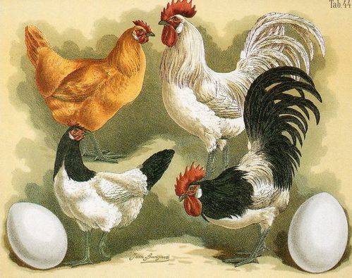 Lakenvelder-et-Ramelsloher dessin-J. Bungartz-1891
