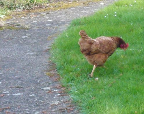 poule intruse - reduc