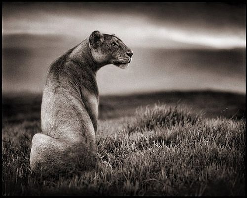 nick-brandt-4.jpg
