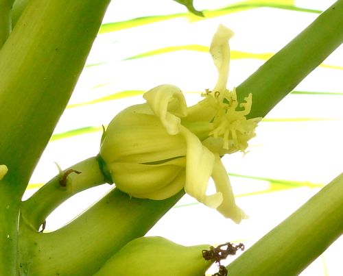 P fleur papayer