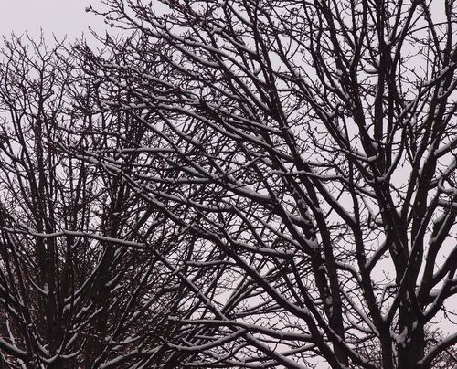 arbres-neige.JPG