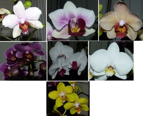 7orchidees.jpg