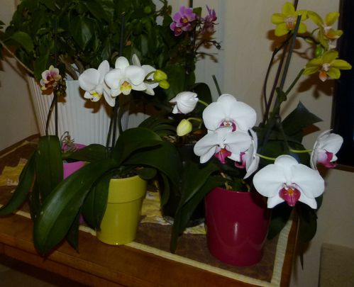 5-premieres-orchidees.JPG
