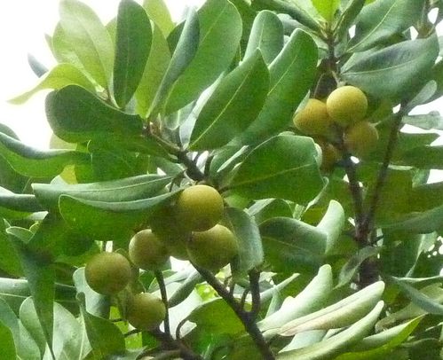 pomme jacot