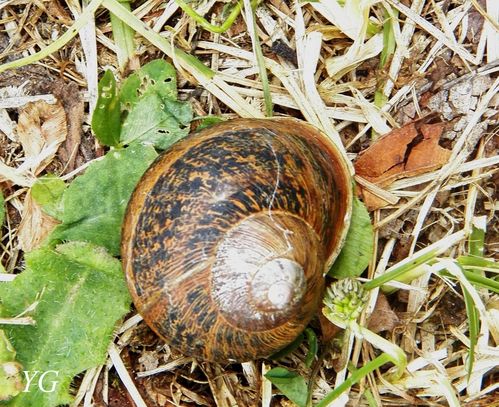 escargot-03.jpg