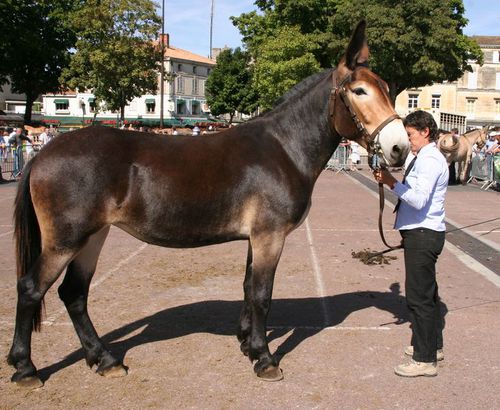 mule-poitevine-Photo Daniel WANTZ (1)