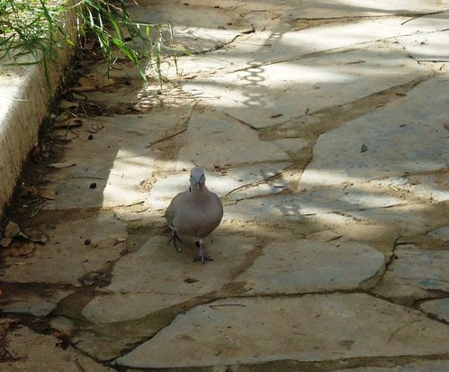 Oiseau01.JPG