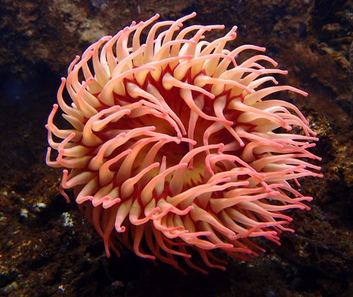 anemone.JPG
