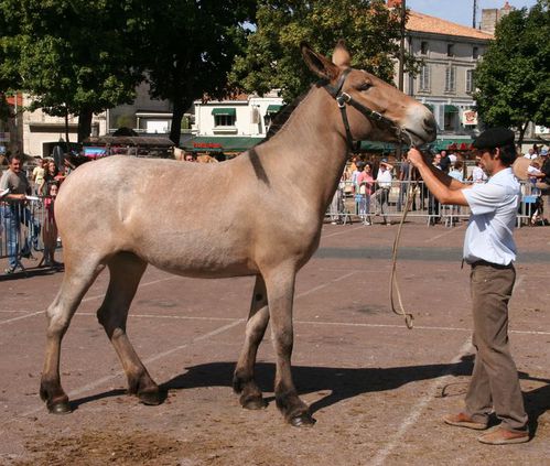 mule-poitevine-Photo Daniel WANTZ (7)