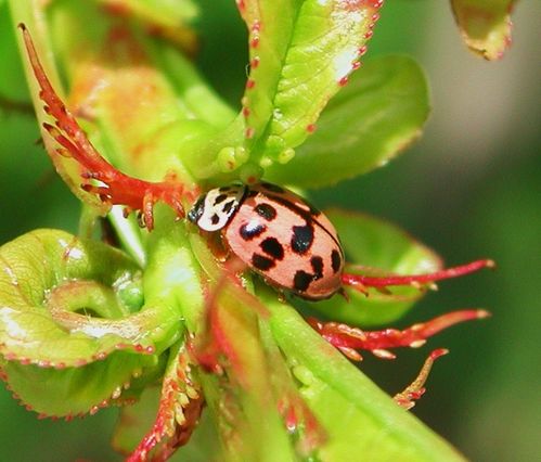 ATTENTION ce n est pas la COCCINELLE ASIATIQUE Le blog de