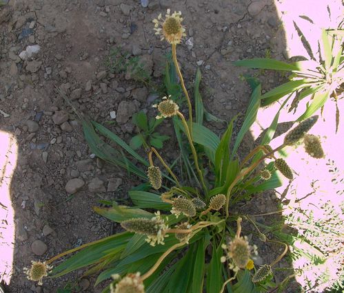 PlantainLanceole Plantago lanceolata Albas Roque blanche ma