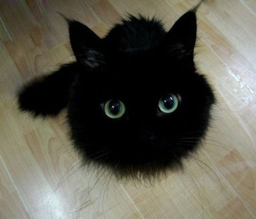animaux-fun-037.jpg