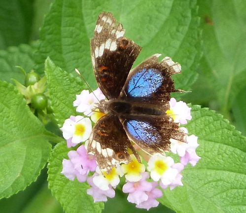 papillon Lokaro(3)