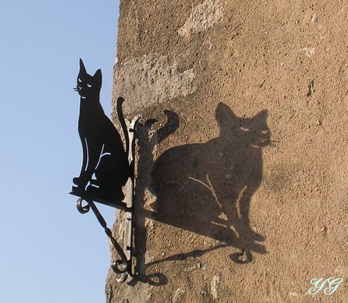 chat-ombre.jpg