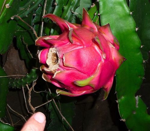 Pittaya[1]