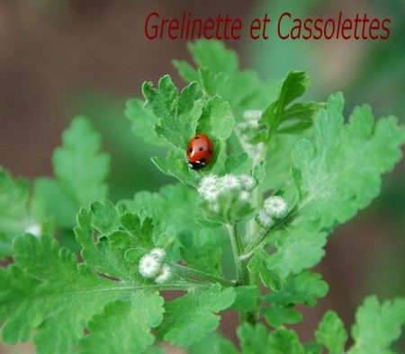CoccinelleT.jpg