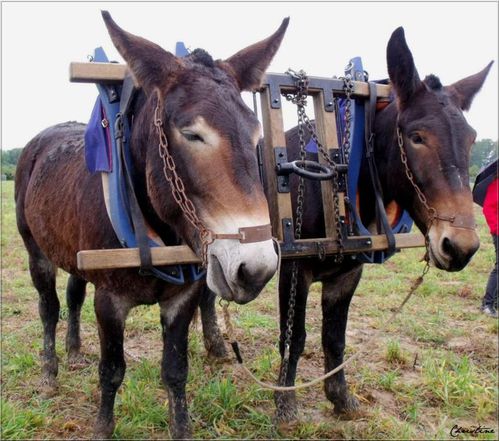 mules attelées à la Landaise Photo Titipetitbout