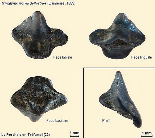 Planche-Ginglymostoma600.jpg