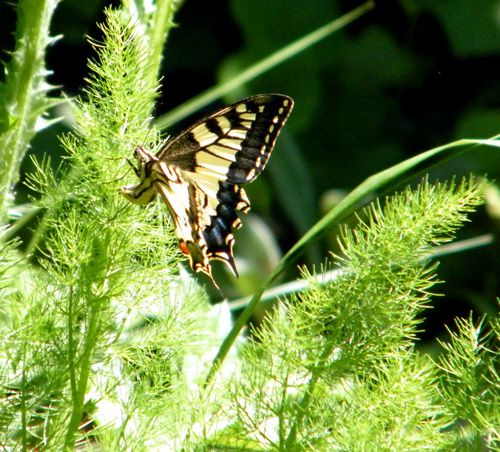 papilio machaon en train de pondre sur aneth 07.05