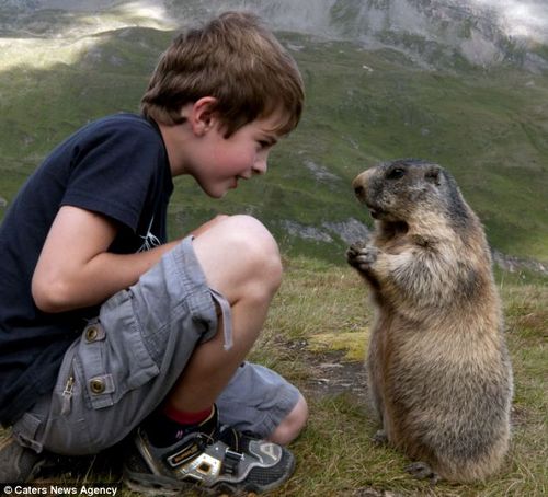 Marmotte 1