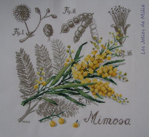 mimosa-1.JPG