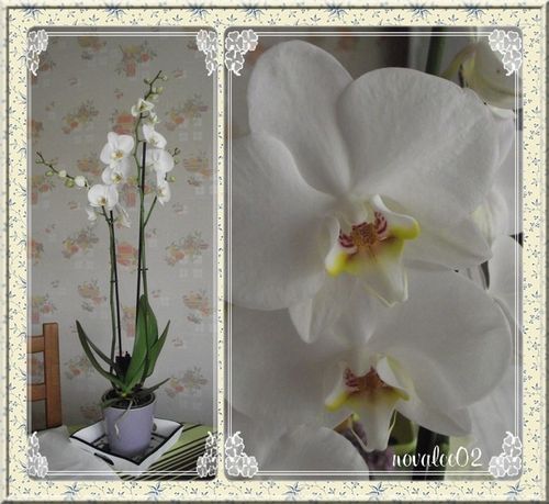 orchidée001
