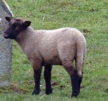moutonbis.jpg