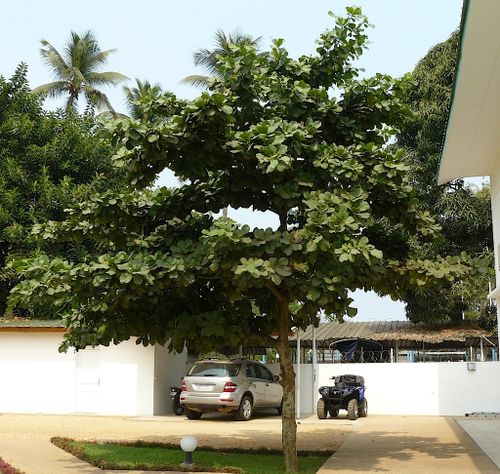 badamier-congo-arbre