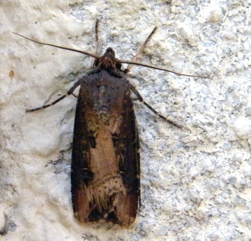 noctuelle baignée - agrotis ipsilon. 08.08.2012