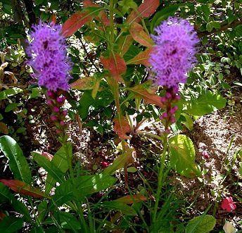 La plume du Kansas violet une plante vivace a bulbe-oignon .Sa floraison  estivale de Juin-Octobre - Le blog de jm.rober.l.fr.over-blog.fr