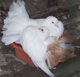 pigeons-s-aiment-d-amour-tendre
