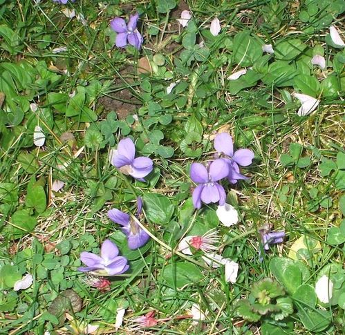 violettes_plein.JPG