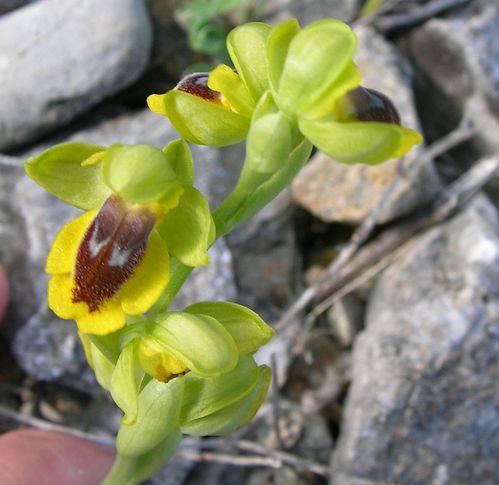 ophrys lutea avr11 Fitou