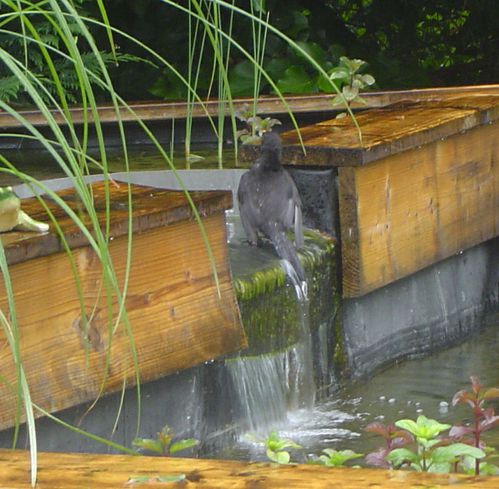 Baignade du merle