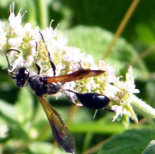 isodontia-mexicana.jpg