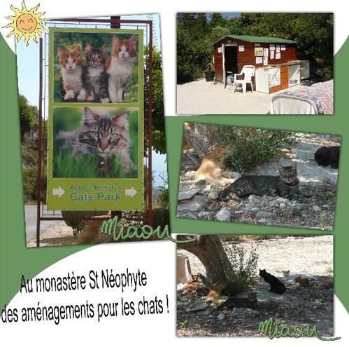 st-neophyte_cats-park.jpg