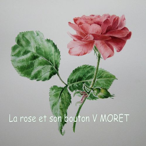 La-rose-et-son-bouton-V-MORET.jpg
