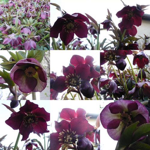 2011-03-03-Jardin-hellebores.jpg