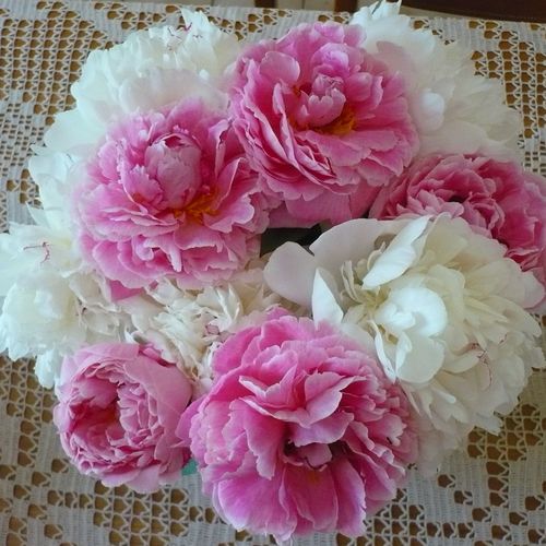 2012-06-03-Pivoines-du-jardin.JPG