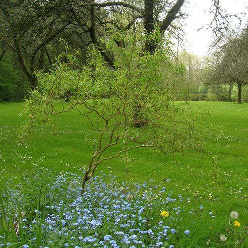 tn myosotis